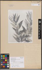 Salix basraensis Toepff.